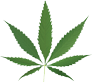 marijuana leaf